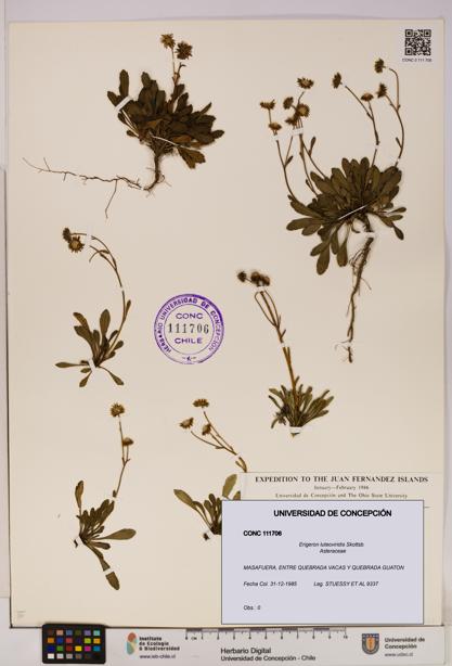 Erigeron luteoviridis [Espécimen: UDEC:CONC:0111706]