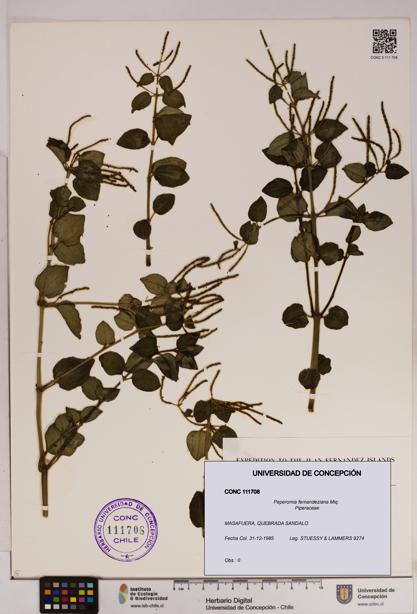 Peperomia fernandeziana [Espécimen: UDEC:CONC:0111708]