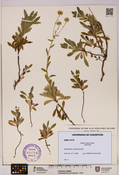 Erigeron ingae [Espécimen: UDEC:CONC:0111713]