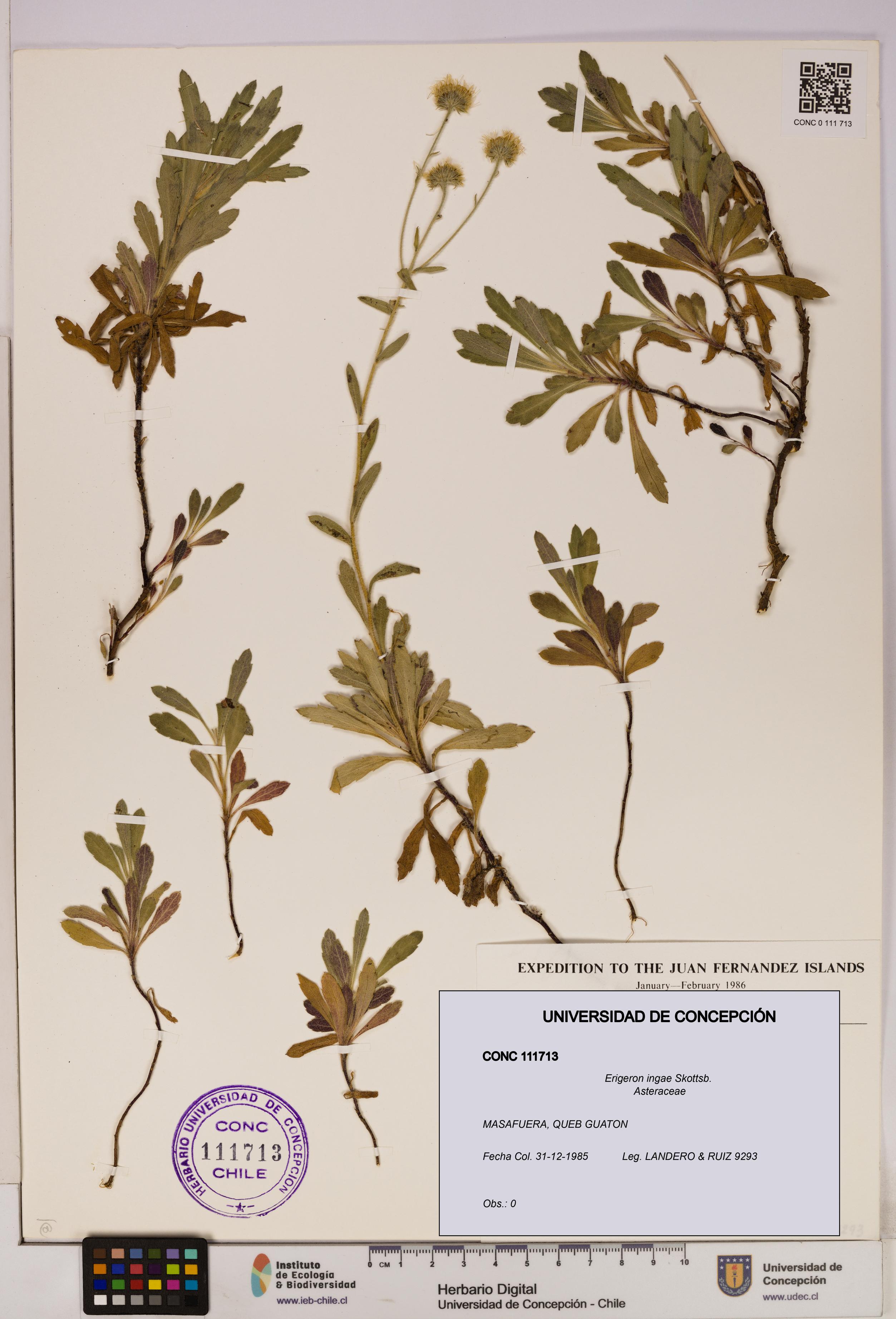 Erigeron ingae [Espécimen: UDEC:CONC:0111713]
