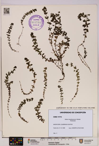 Galium masafueranum [Espécimen: UDEC:CONC:0111714]