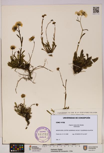 Erigeron luteoviridis [Espécimen: UDEC:CONC:0111722]