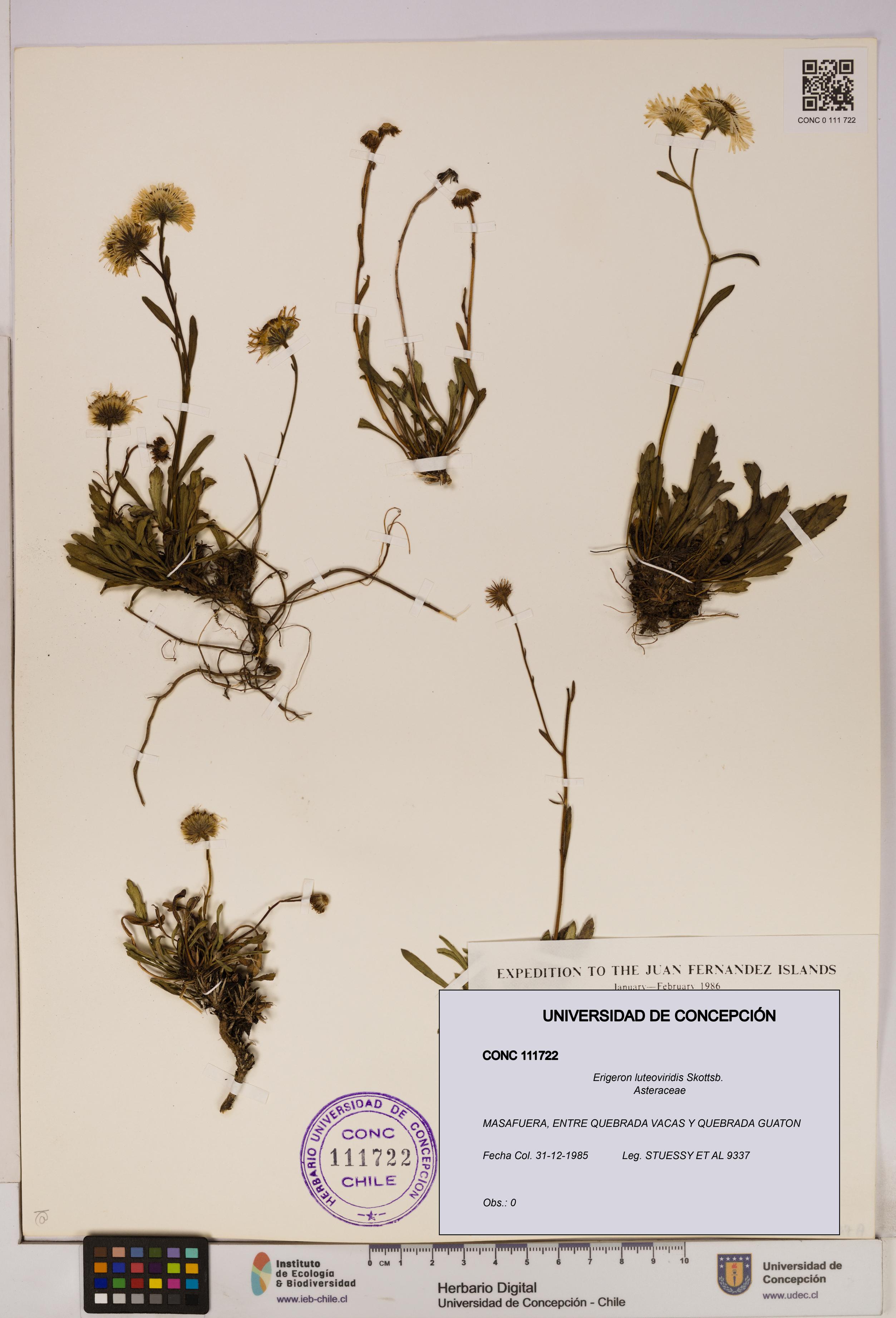 Erigeron luteoviridis [Espécimen: UDEC:CONC:0111722]