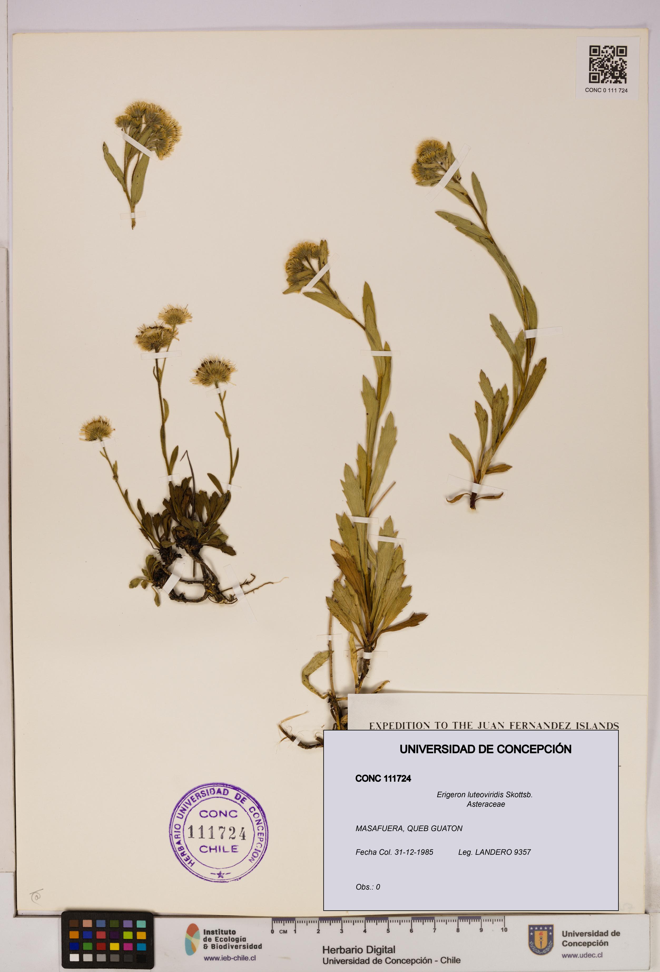 Erigeron luteoviridis [Espécimen: UDEC:CONC:0111724]