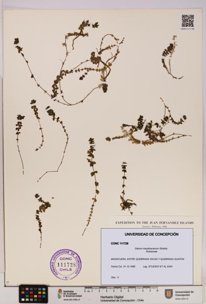 Galium masafueranum [Espécimen: UDEC:CONC:0111728]