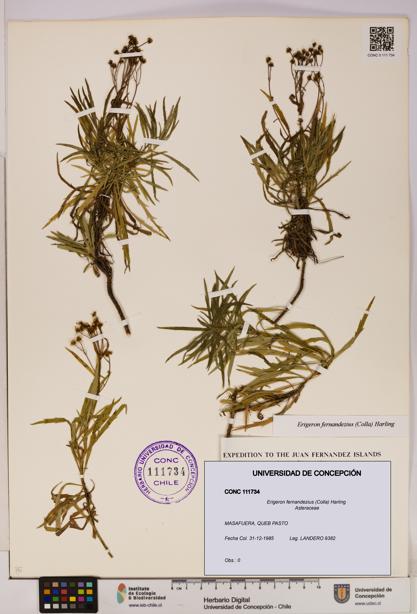 Erigeron fernandezius [Espécimen: UDEC:CONC:0111734]