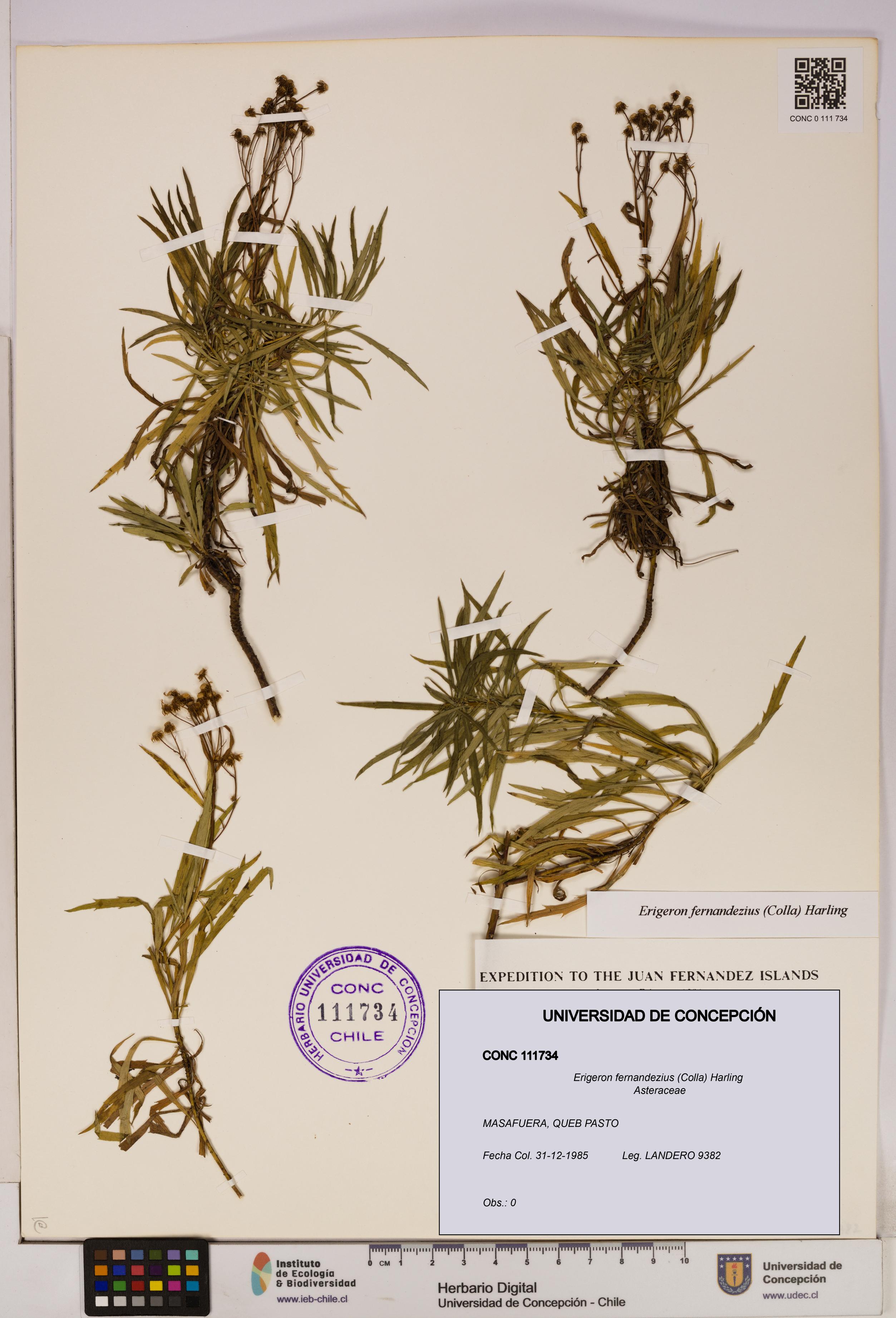 Erigeron fernandezius [Espécimen: UDEC:CONC:0111734]