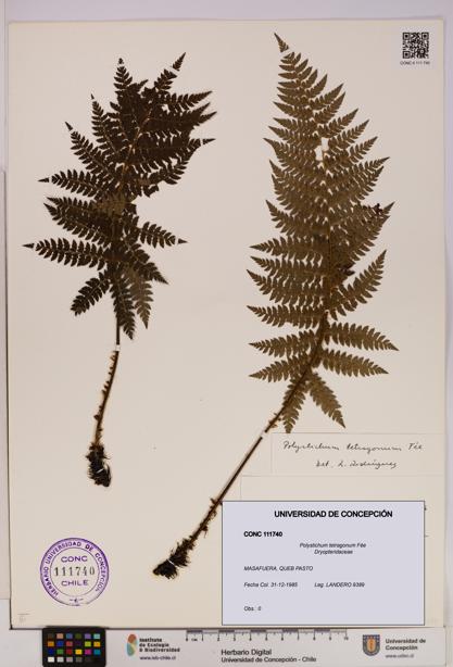Polystichum tetragonum [Espécimen: UDEC:CONC:0111740]