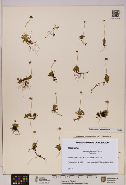 Lagenophora hariotii [Espécimen: ]