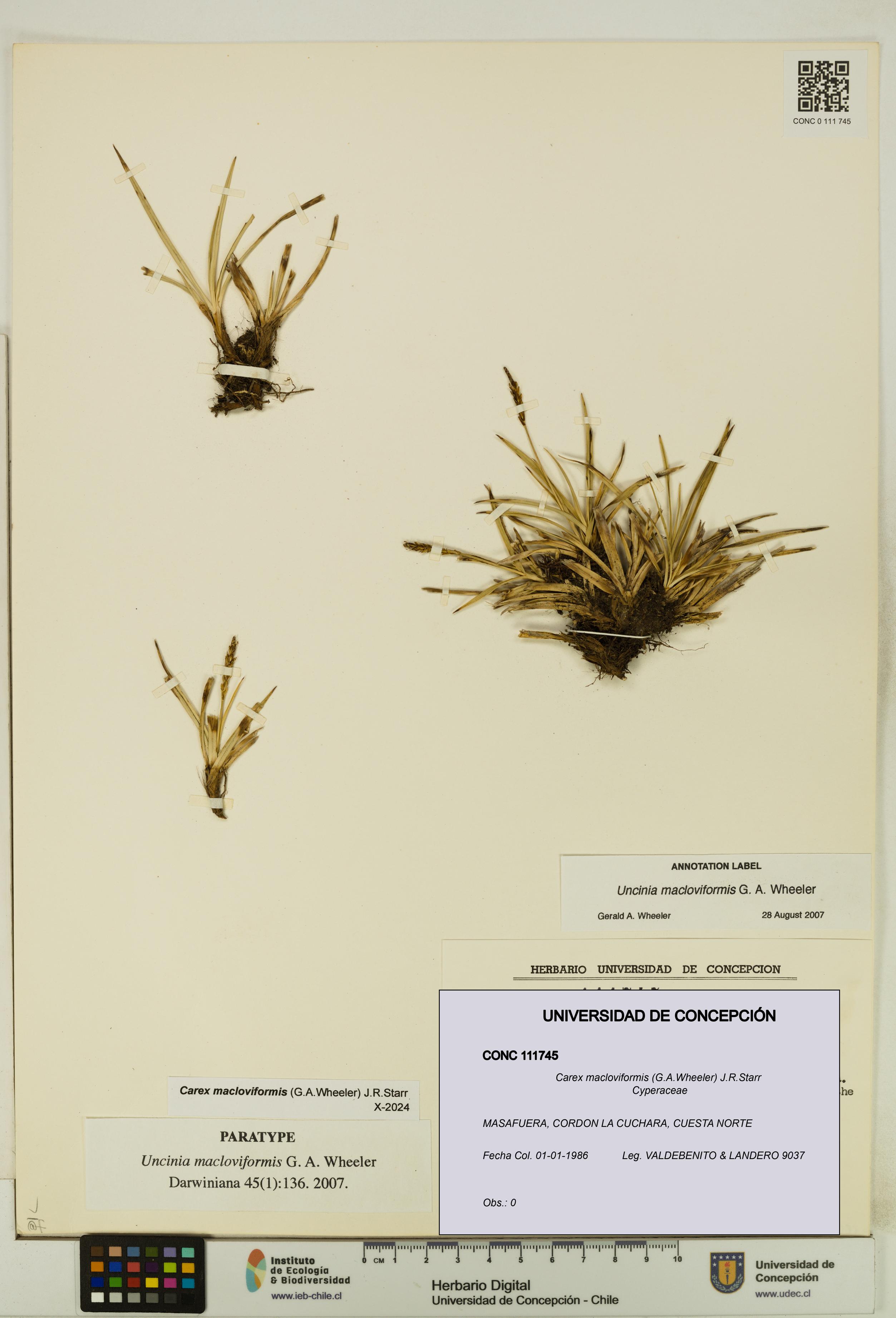 Carex macloviformis [Espécimen: UDEC:CONC:0111745]