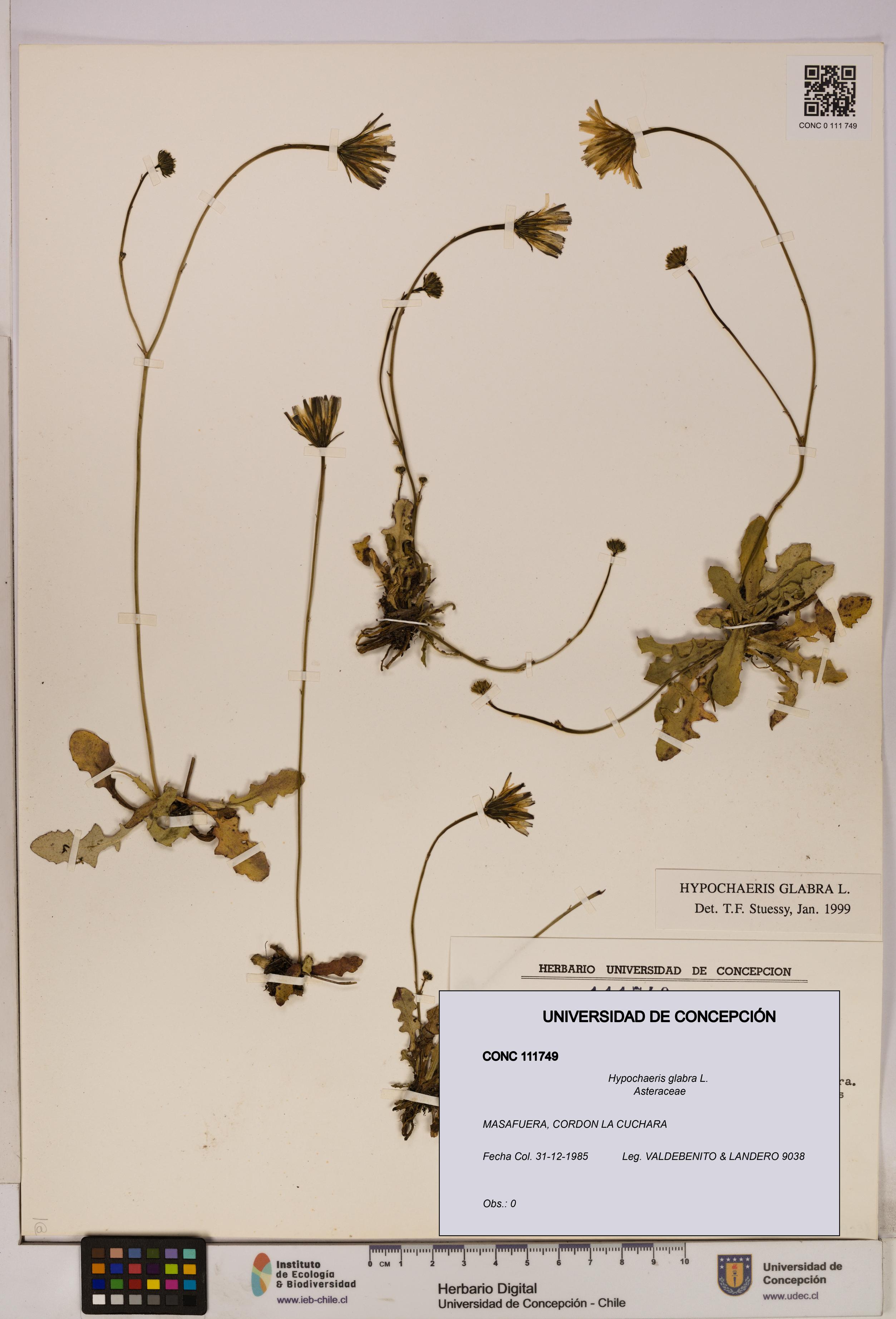 Hypochaeris glabra [Espécimen: UDEC:CONC:0111749]