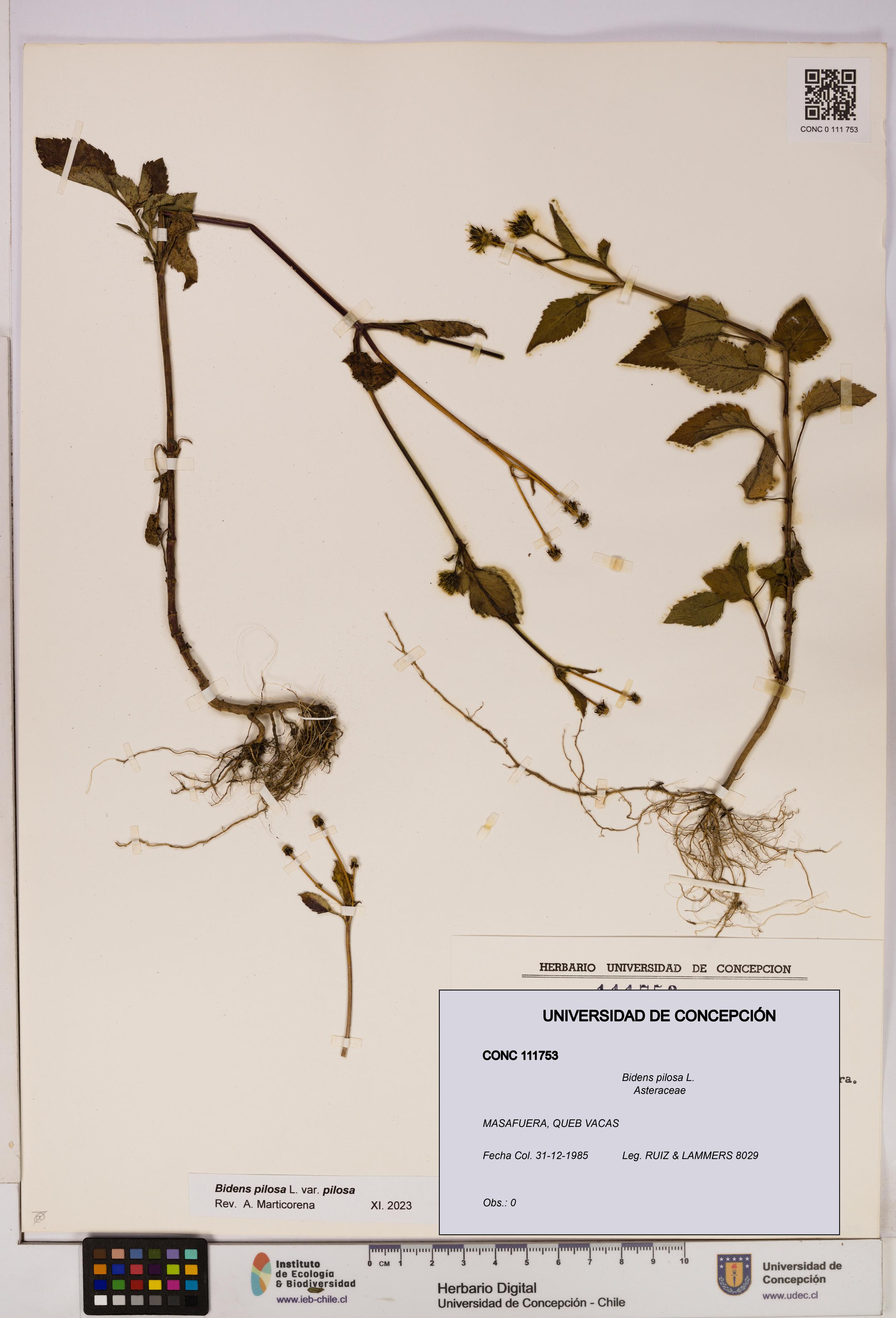 Bidens pilosa [Espécimen: UDEC:CONC:0111753]