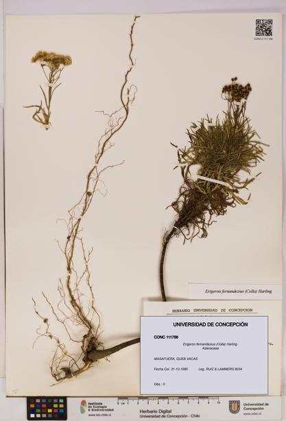 Erigeron fernandezius [Espécimen: UDEC:CONC:0111756]