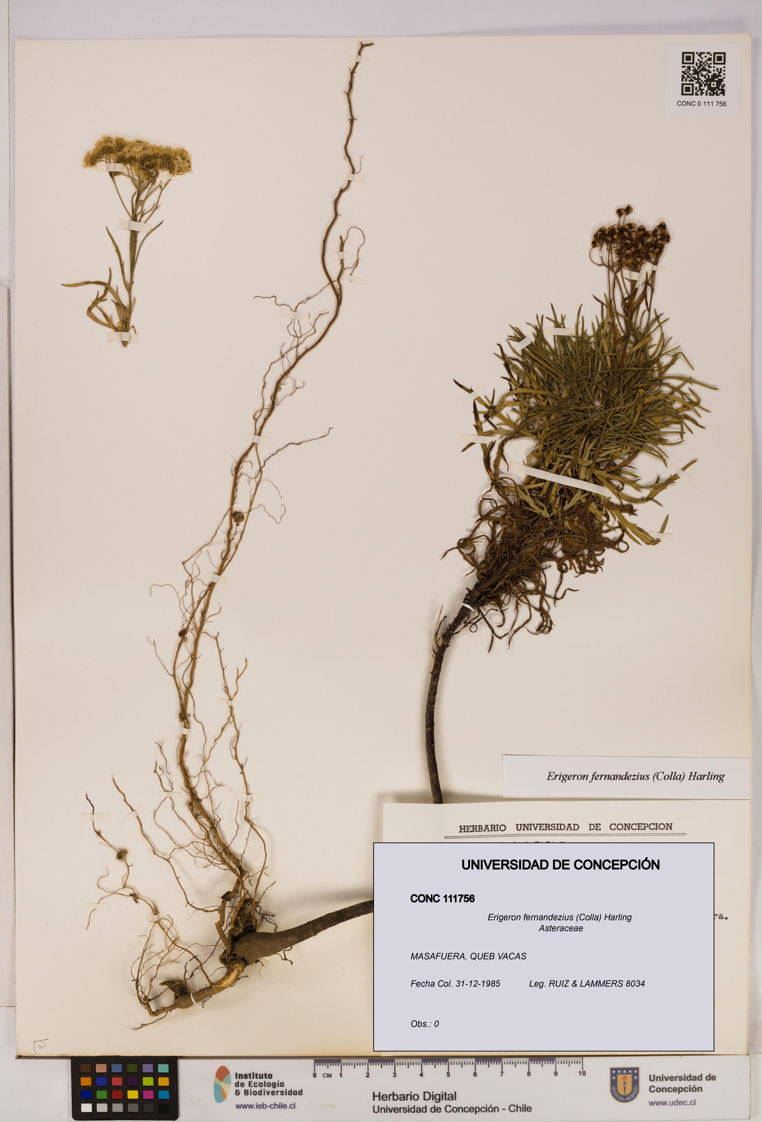 Erigeron fernandezius [Espécimen: UDEC:CONC:0111756]