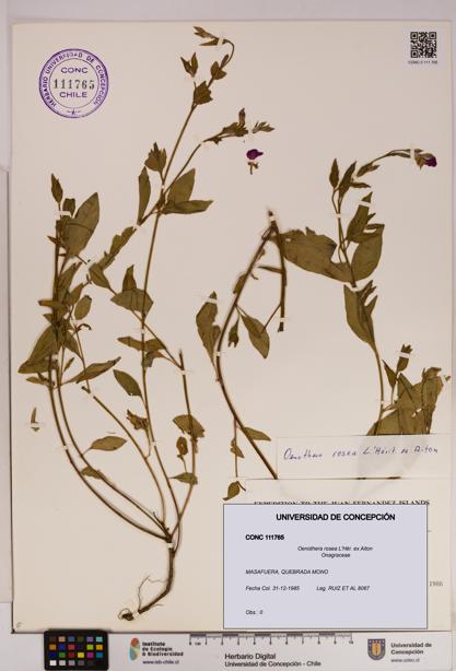 Oenothera rosea [Espécimen: UDEC:CONC:0111765]