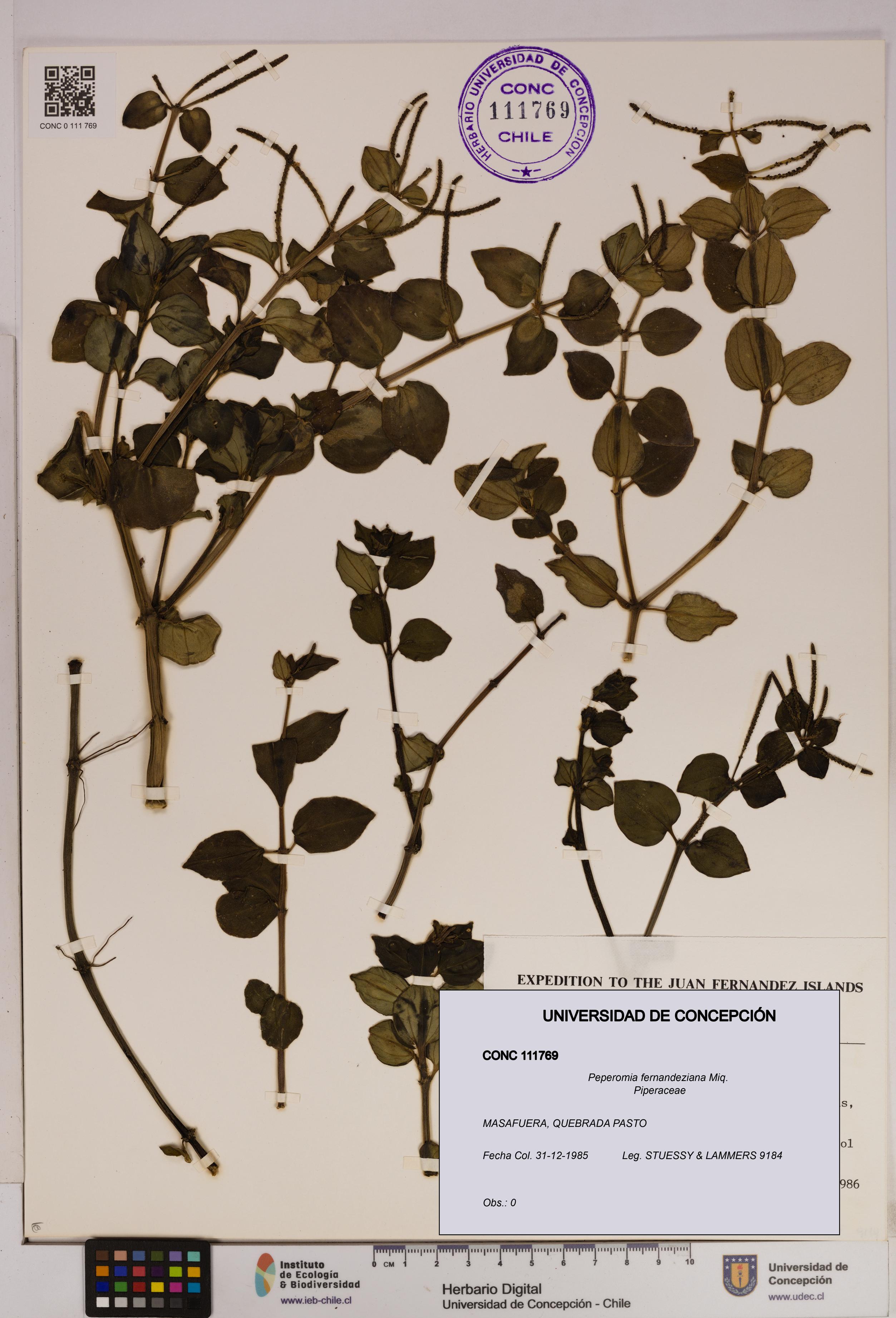 Peperomia fernandeziana [Espécimen: UDEC:CONC:0111769]