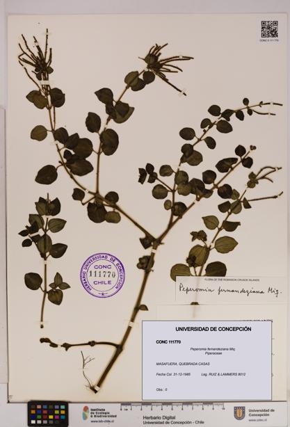 Peperomia fernandeziana [Espécimen: UDEC:CONC:0111770]