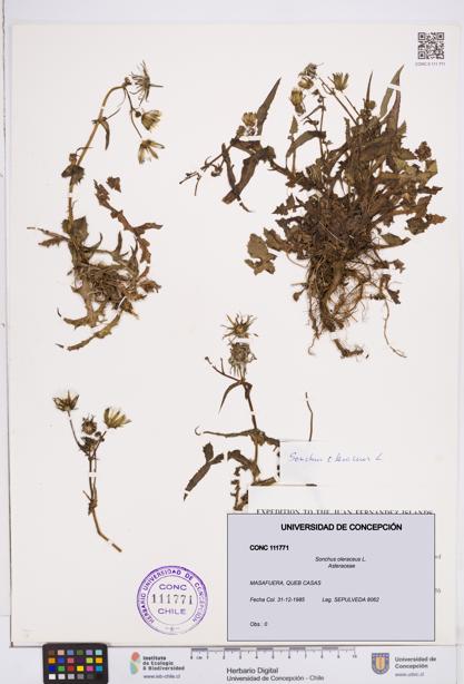Sonchus oleraceus [Espécimen: ]
