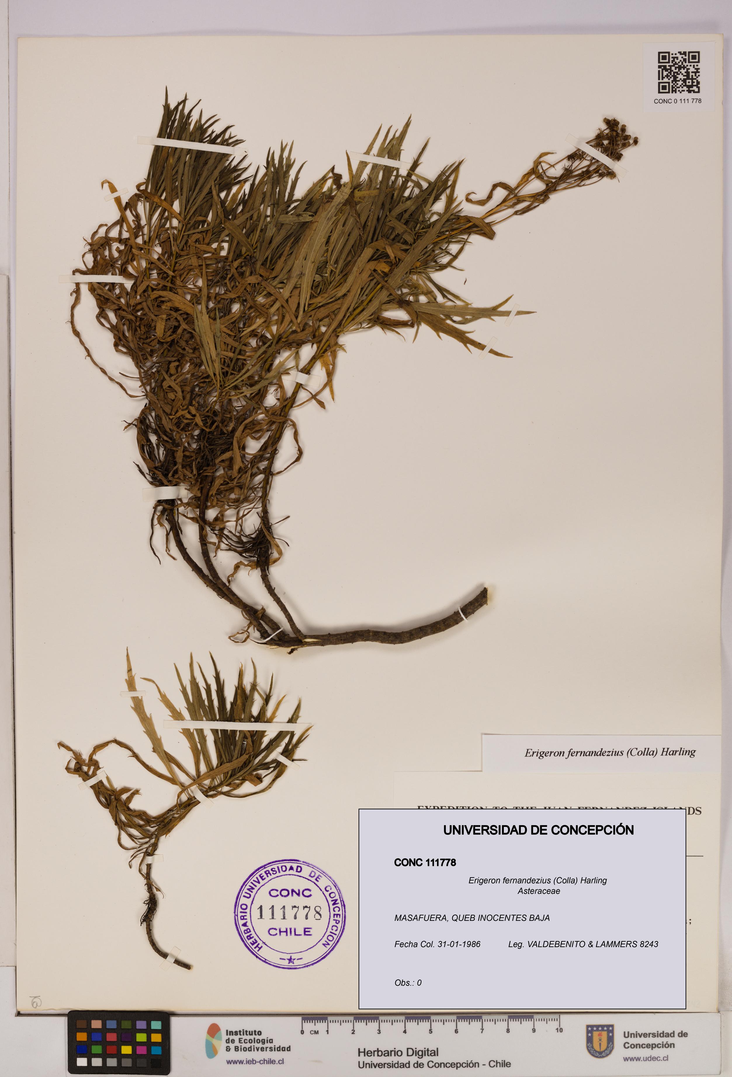 Erigeron fernandezius [Espécimen: UDEC:CONC:0111778]
