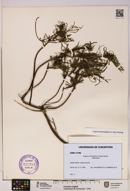 Erigeron fernandezius [Espécimen: UDEC:CONC:0111782]