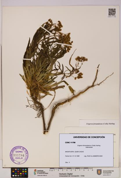 Erigeron fernandezius [Espécimen: UDEC:CONC:0111786]