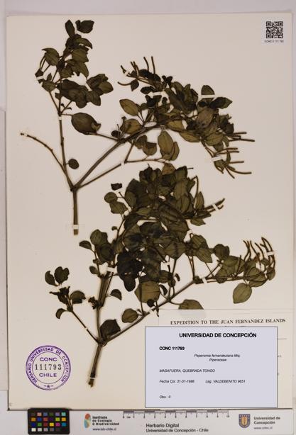 Peperomia fernandeziana [Espécimen: UDEC:CONC:0111793]