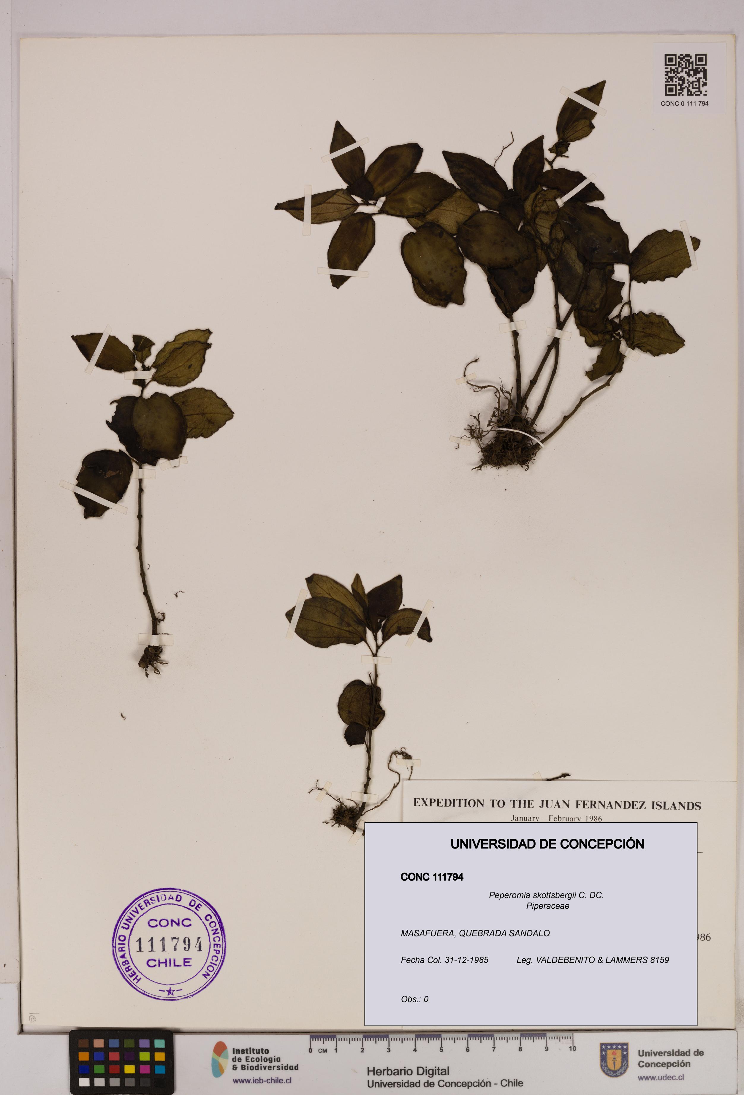 Peperomia skottsbergii [Espécimen: UDEC:CONC:0111794]