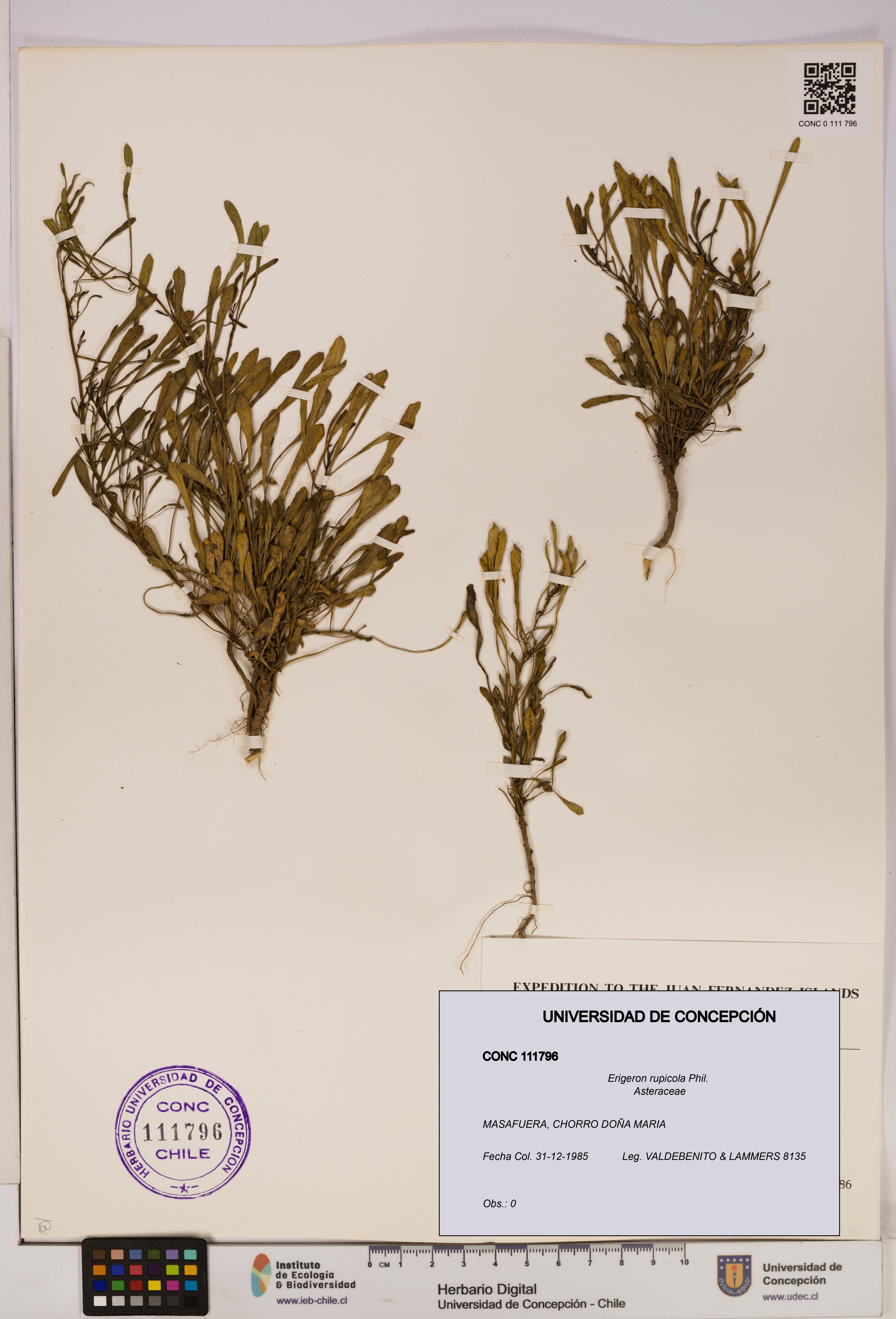 Erigeron rupicola [Espécimen: UDEC:CONC:0111796]