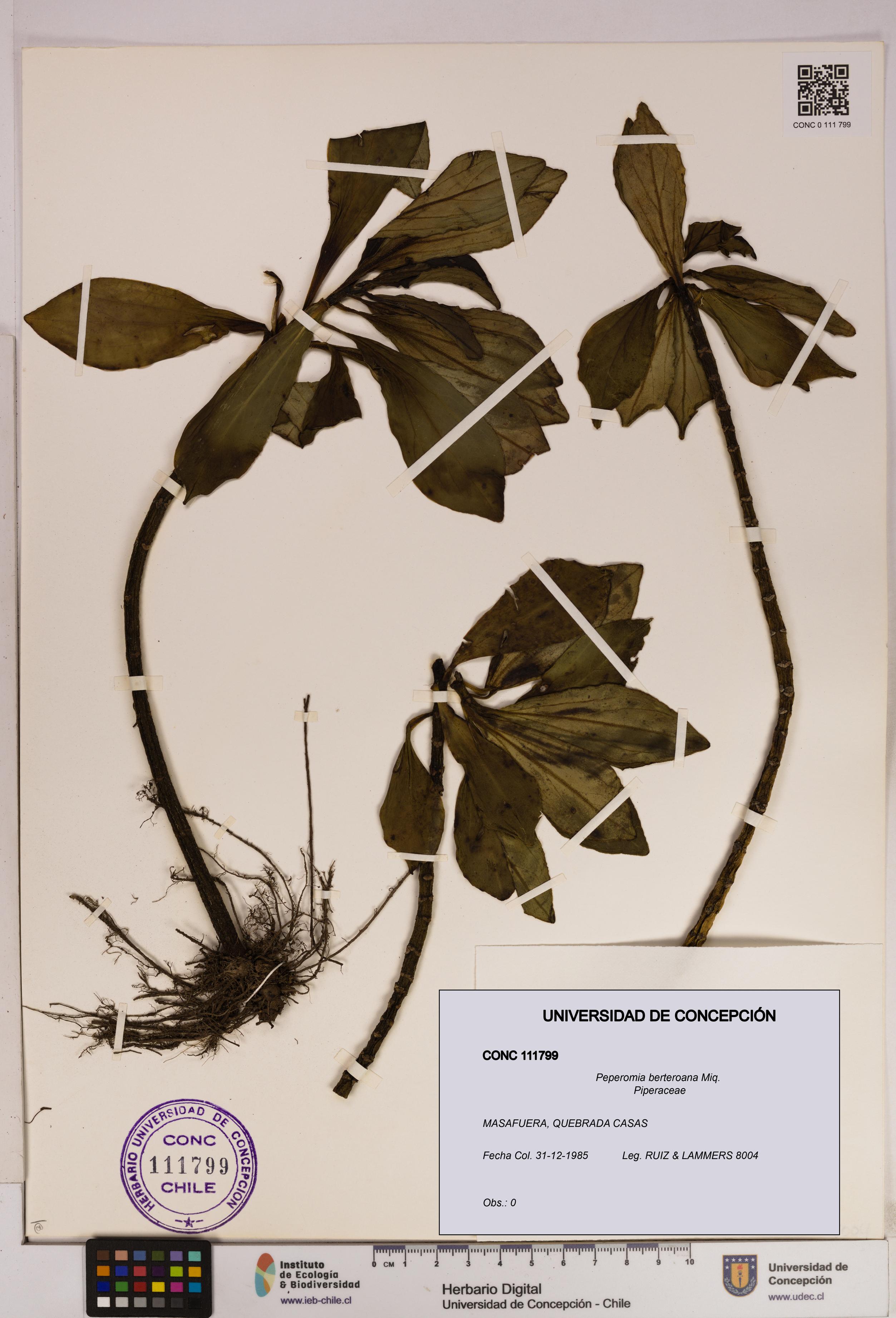 Peperomia berteroana [Espécimen: UDEC:CONC:0111799]