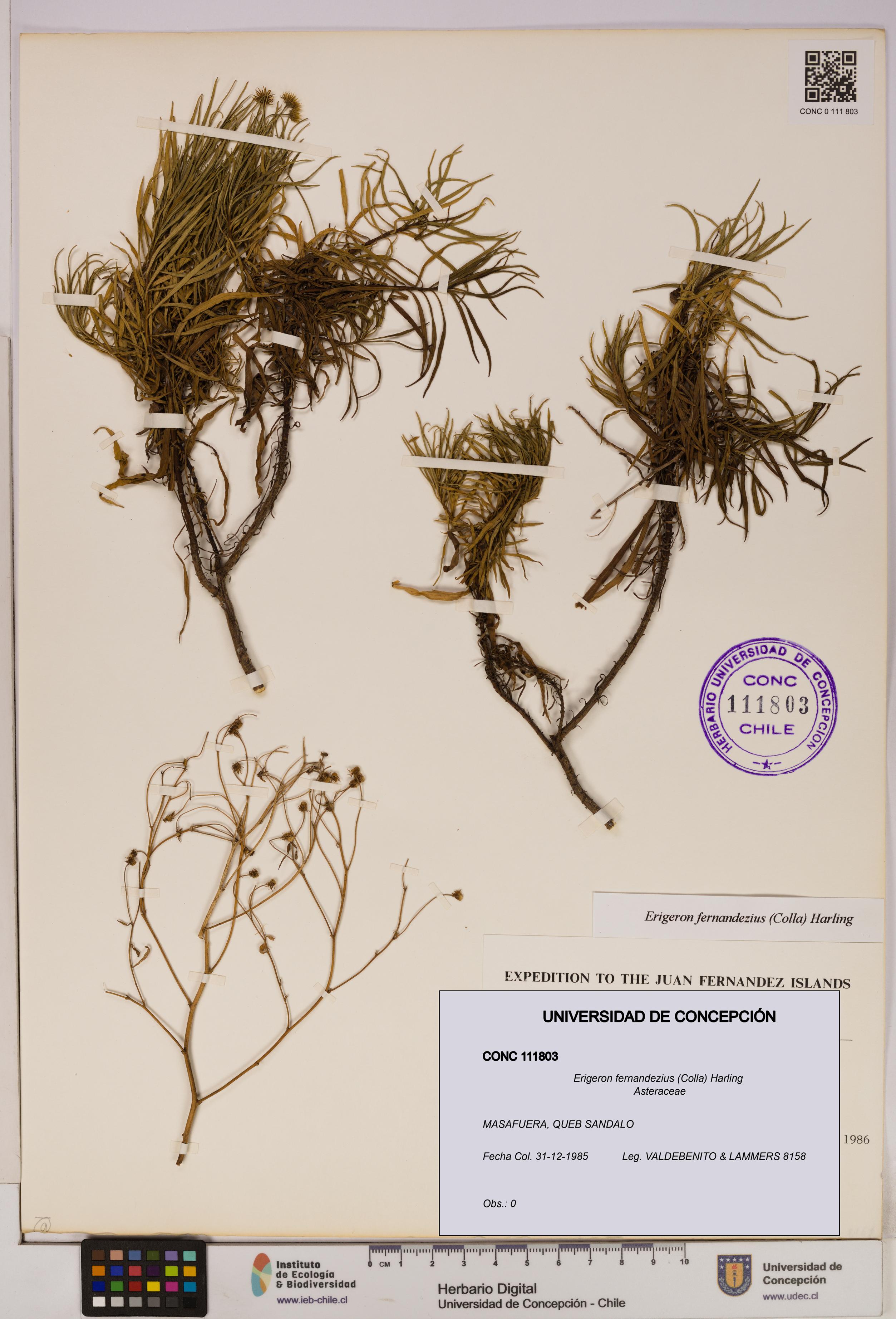 Erigeron fernandezius [Espécimen: UDEC:CONC:0111803]