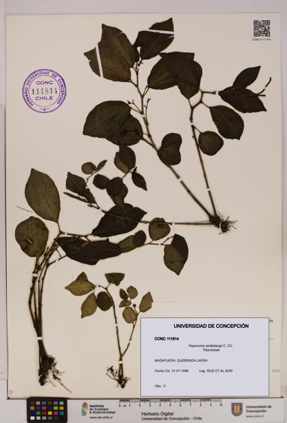 Peperomia skottsbergii [Espécimen: UDEC:CONC:0111814]