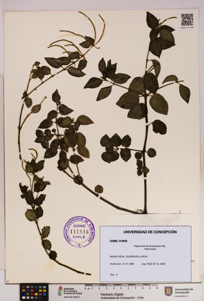 Peperomia fernandeziana [Espécimen: UDEC:CONC:0111816]