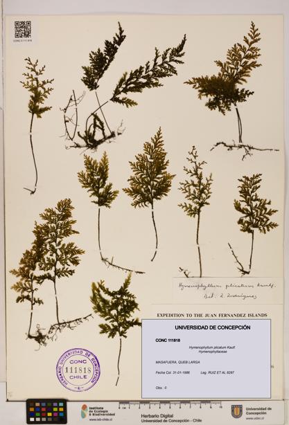Hymenophyllum plicatum [Espécimen: ]