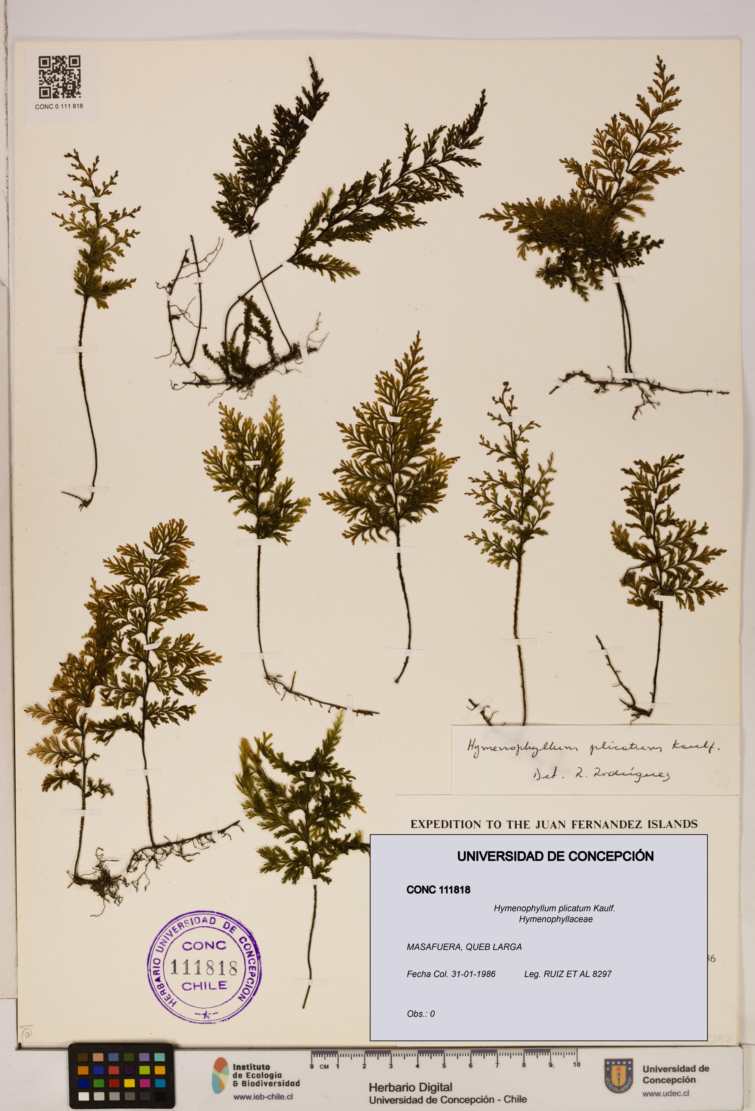 Hymenophyllum plicatum [Espécimen: ]
