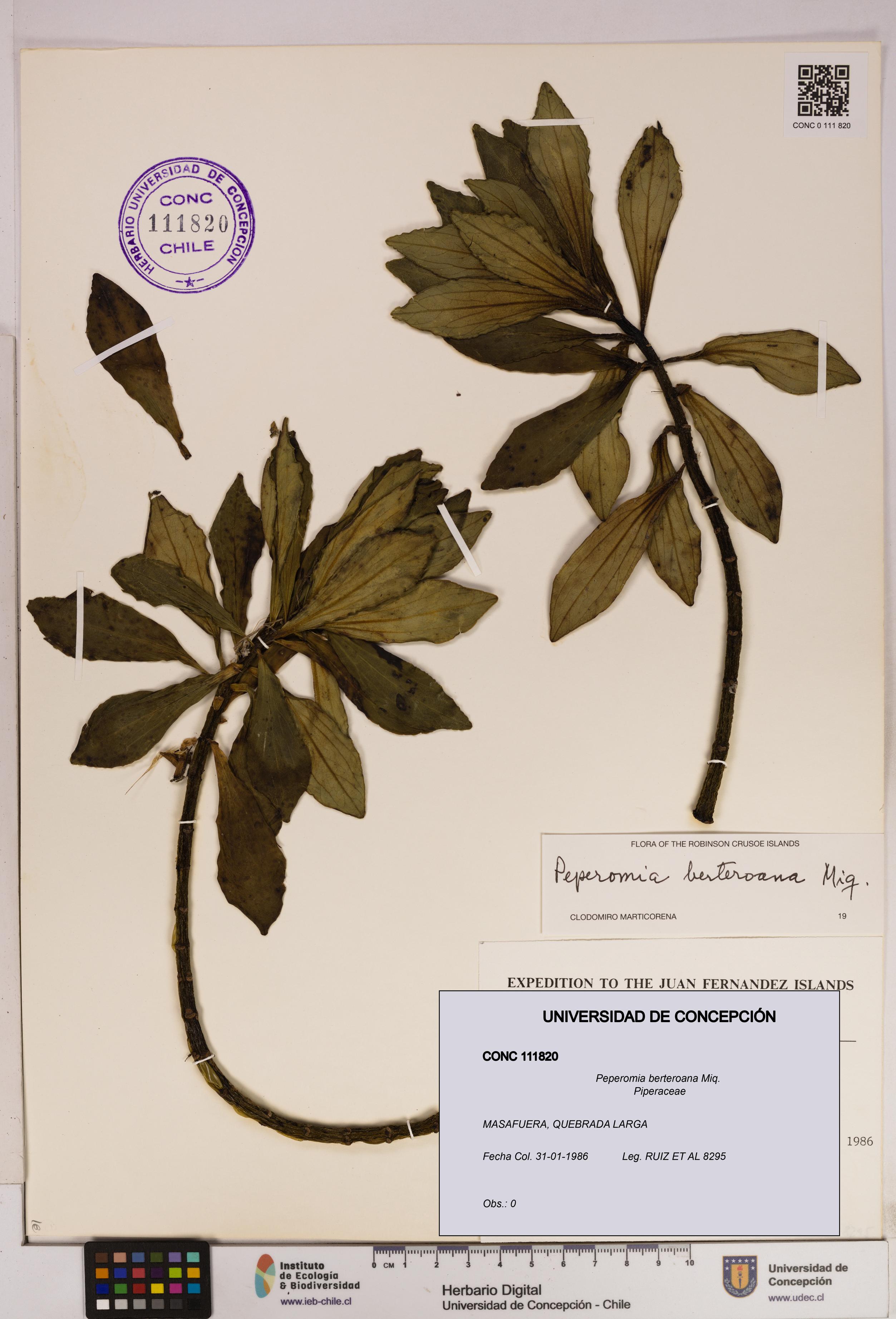 Peperomia berteroana [Espécimen: UDEC:CONC:0111820]