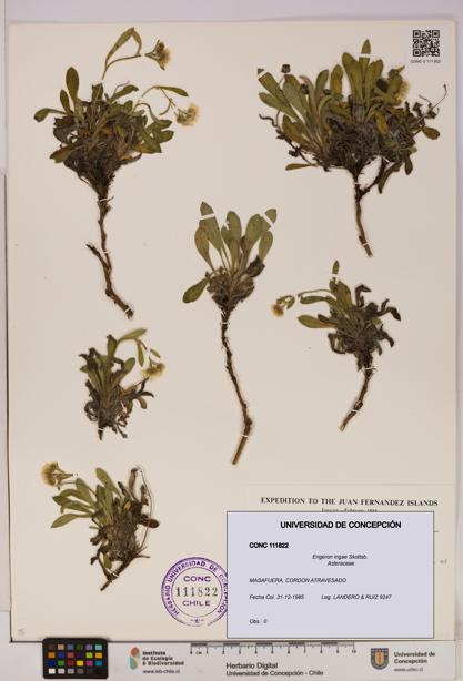 Erigeron ingae [Espécimen: UDEC:CONC:0111822]
