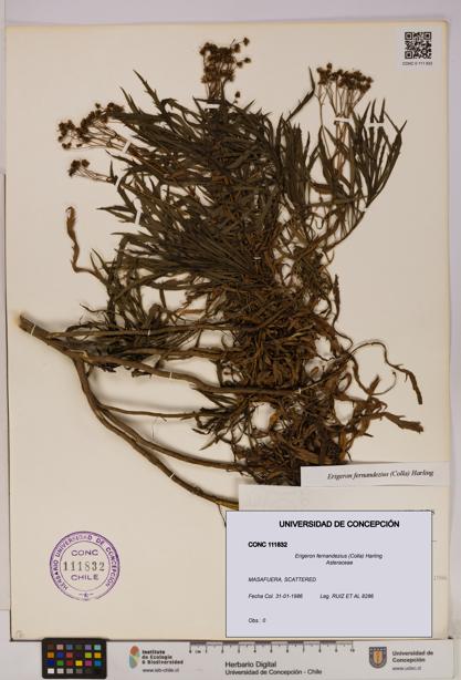 Erigeron fernandezius [Espécimen: UDEC:CONC:0111832]