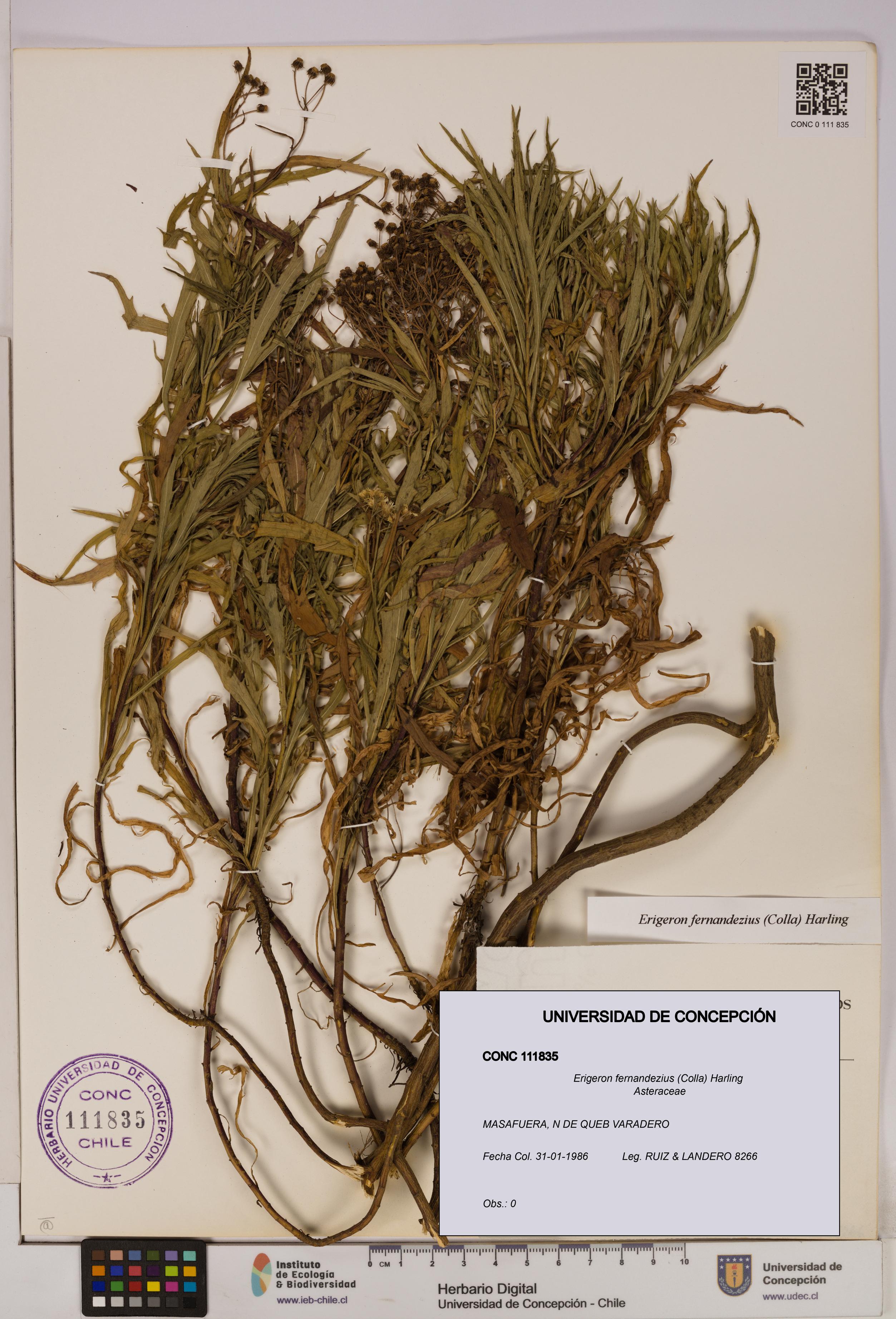 Erigeron fernandezius [Espécimen: UDEC:CONC:0111835]
