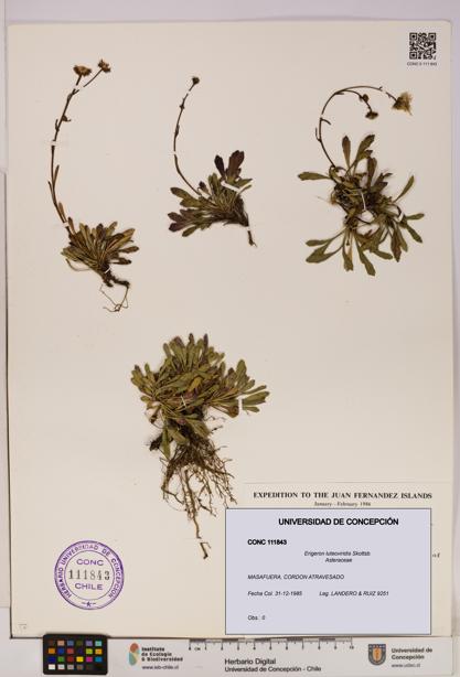 Erigeron luteoviridis [Espécimen: UDEC:CONC:0111843]