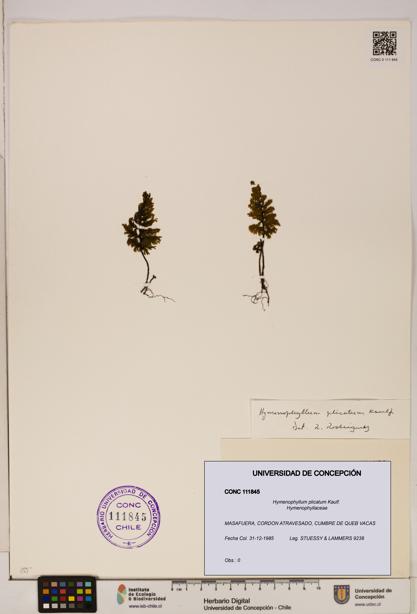 Hymenophyllum plicatum [Espécimen: ]