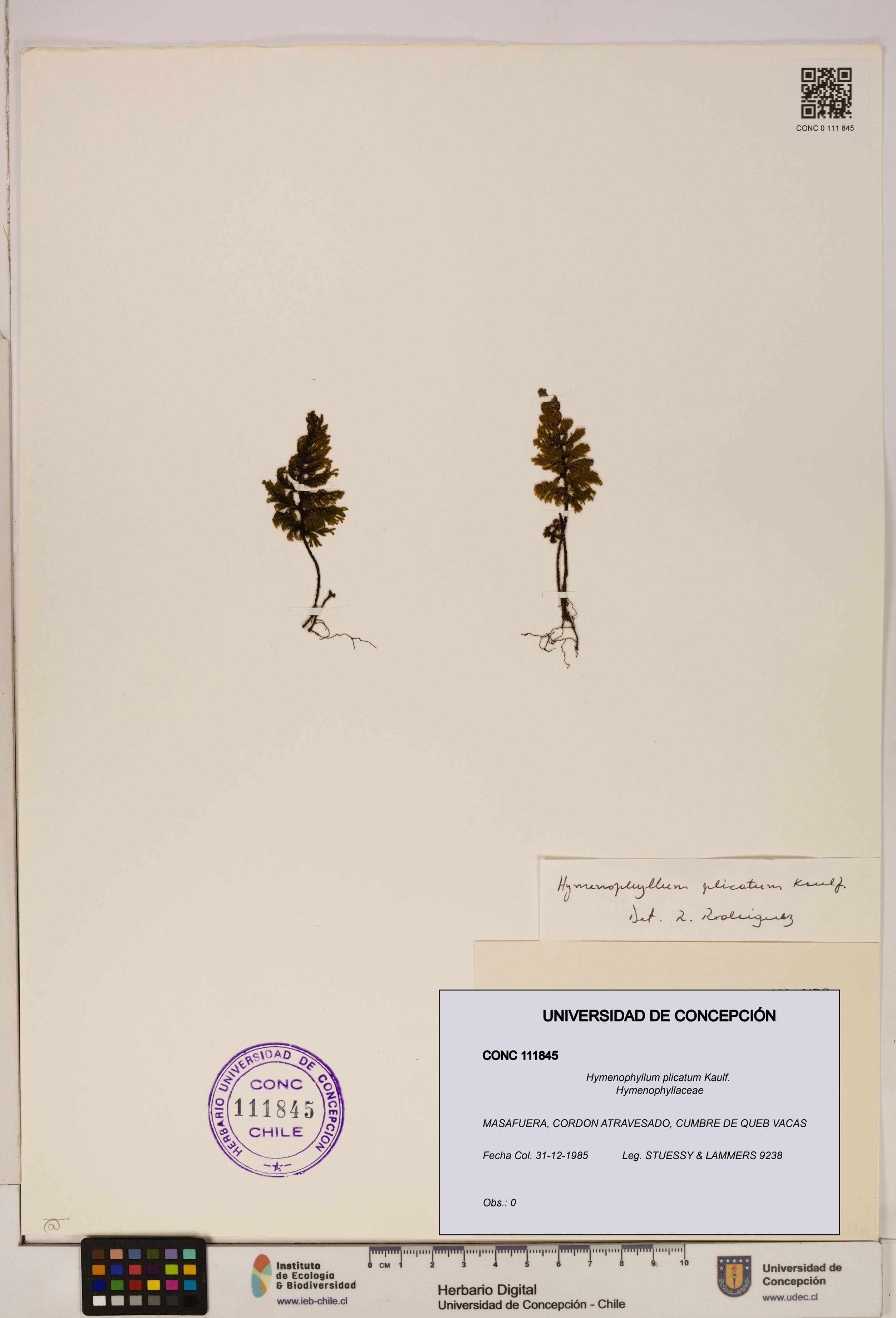 Hymenophyllum plicatum [Espécimen: ]