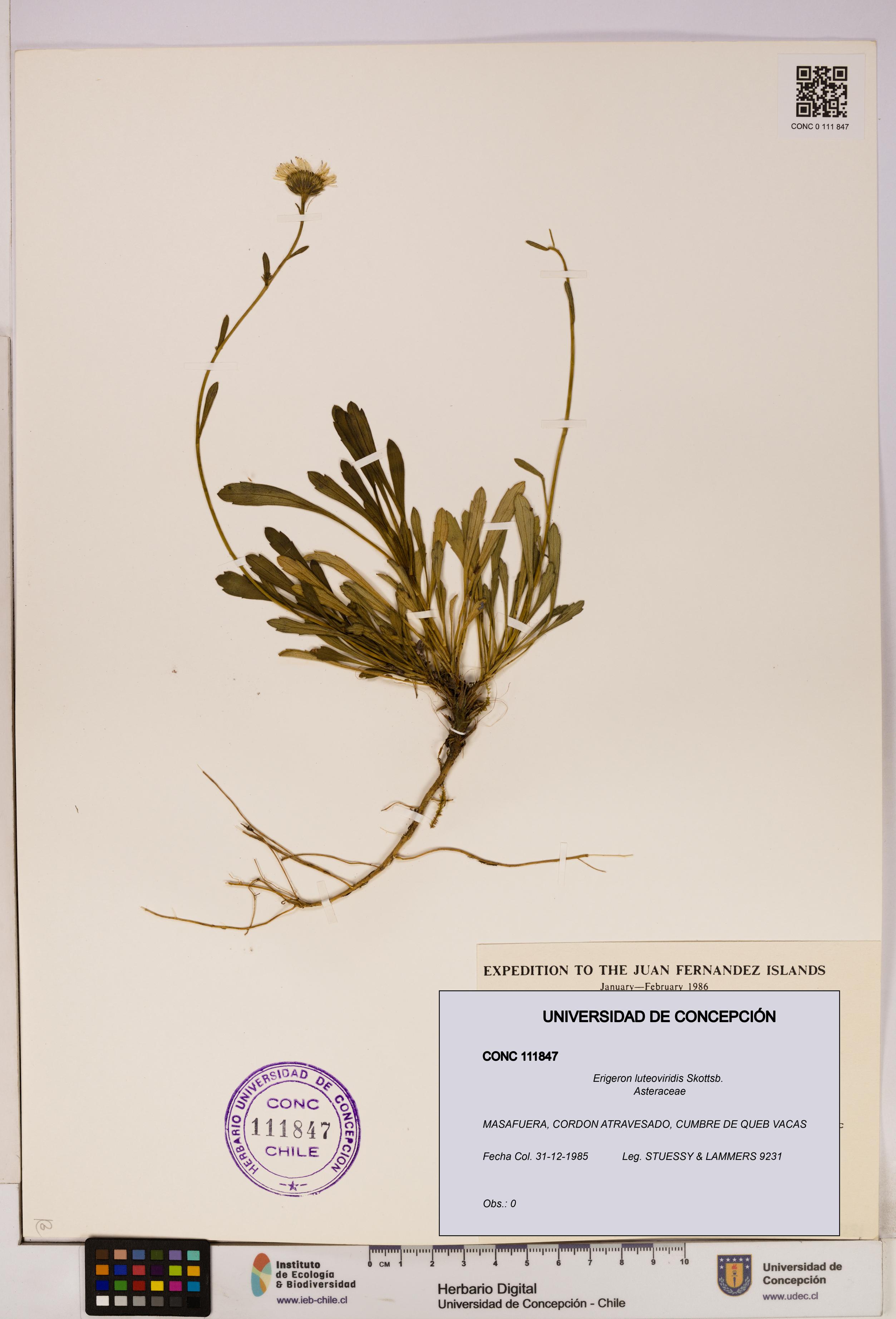 Erigeron luteoviridis [Espécimen: UDEC:CONC:0111847]