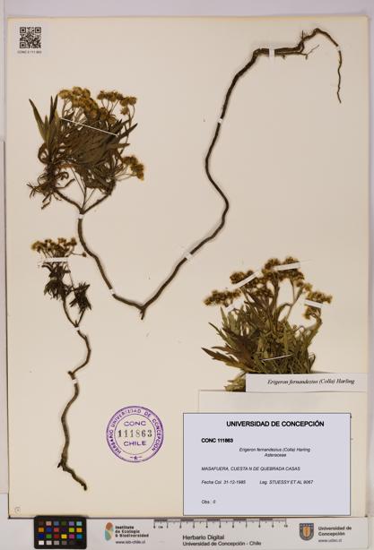 Erigeron fernandezius [Espécimen: UDEC:CONC:0111863]