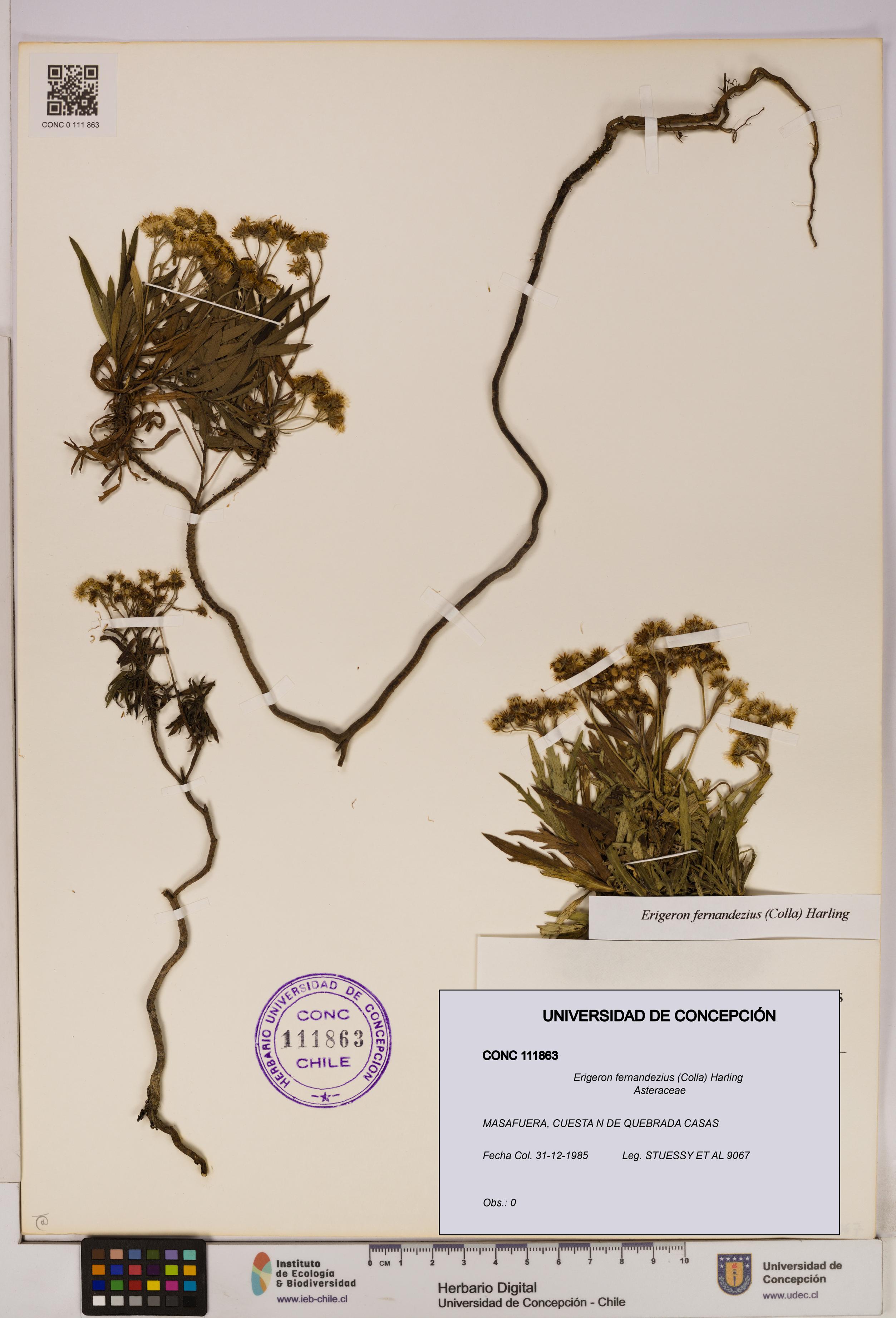 Erigeron fernandezius [Espécimen: UDEC:CONC:0111863]