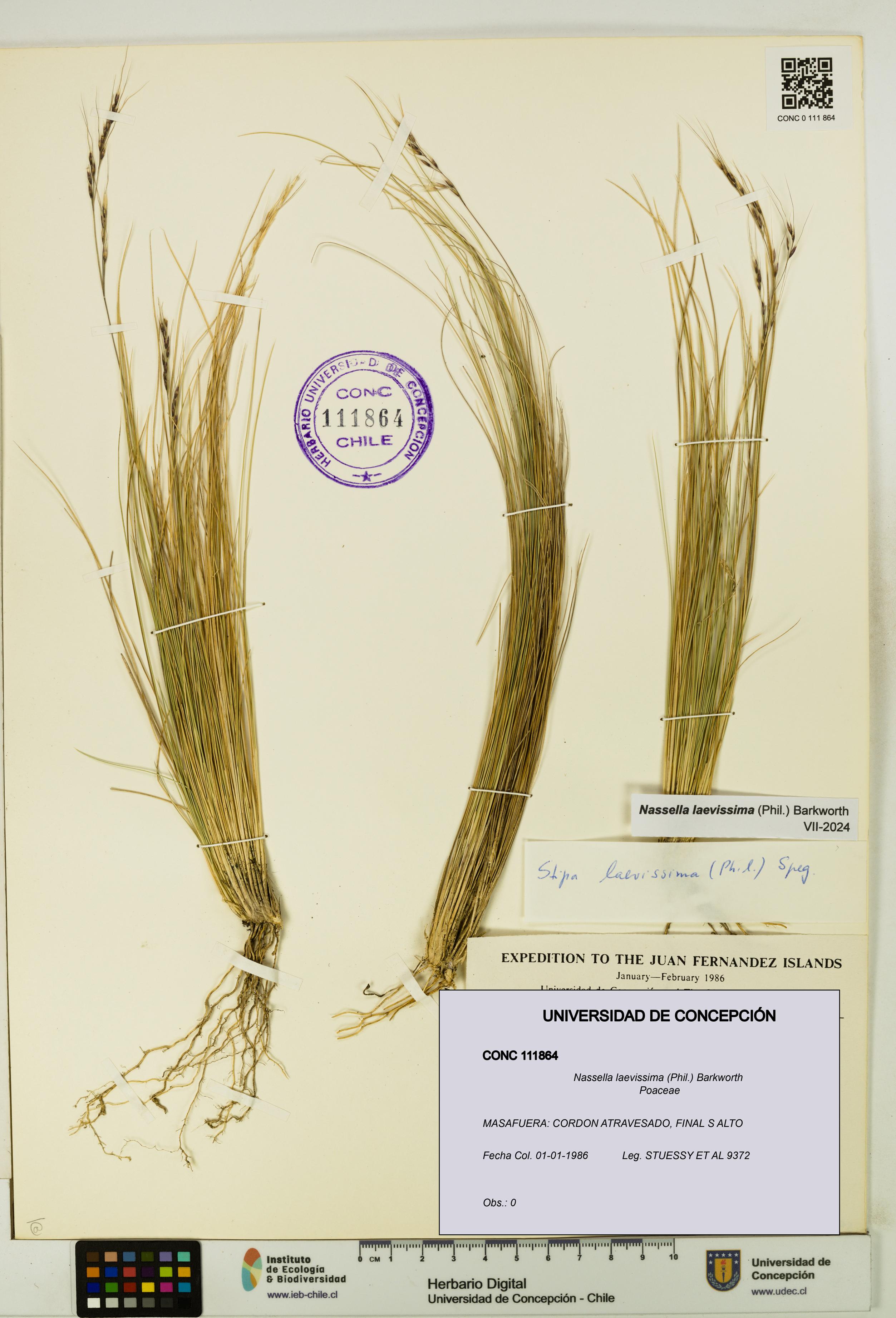 Nassella laevissima [Espécimen: UDEC:CONC:0111864]