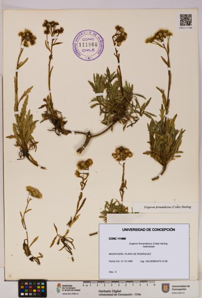 Erigeron fernandezius [Espécimen: UDEC:CONC:0111866]