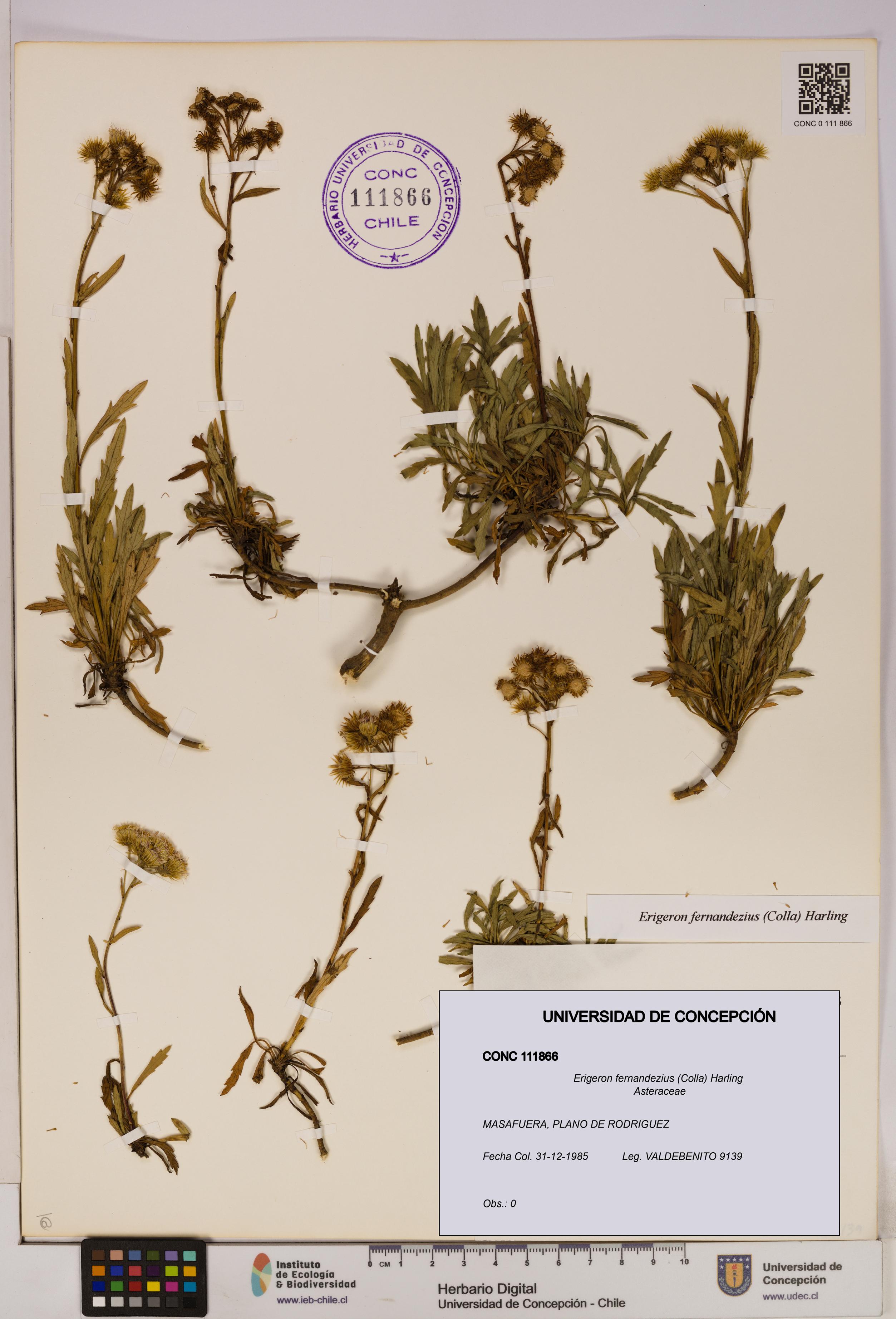 Erigeron fernandezius [Espécimen: UDEC:CONC:0111866]