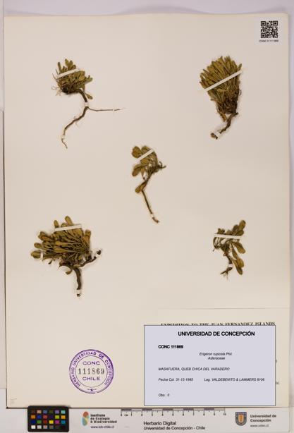 Erigeron rupicola [Espécimen: UDEC:CONC:0111869]