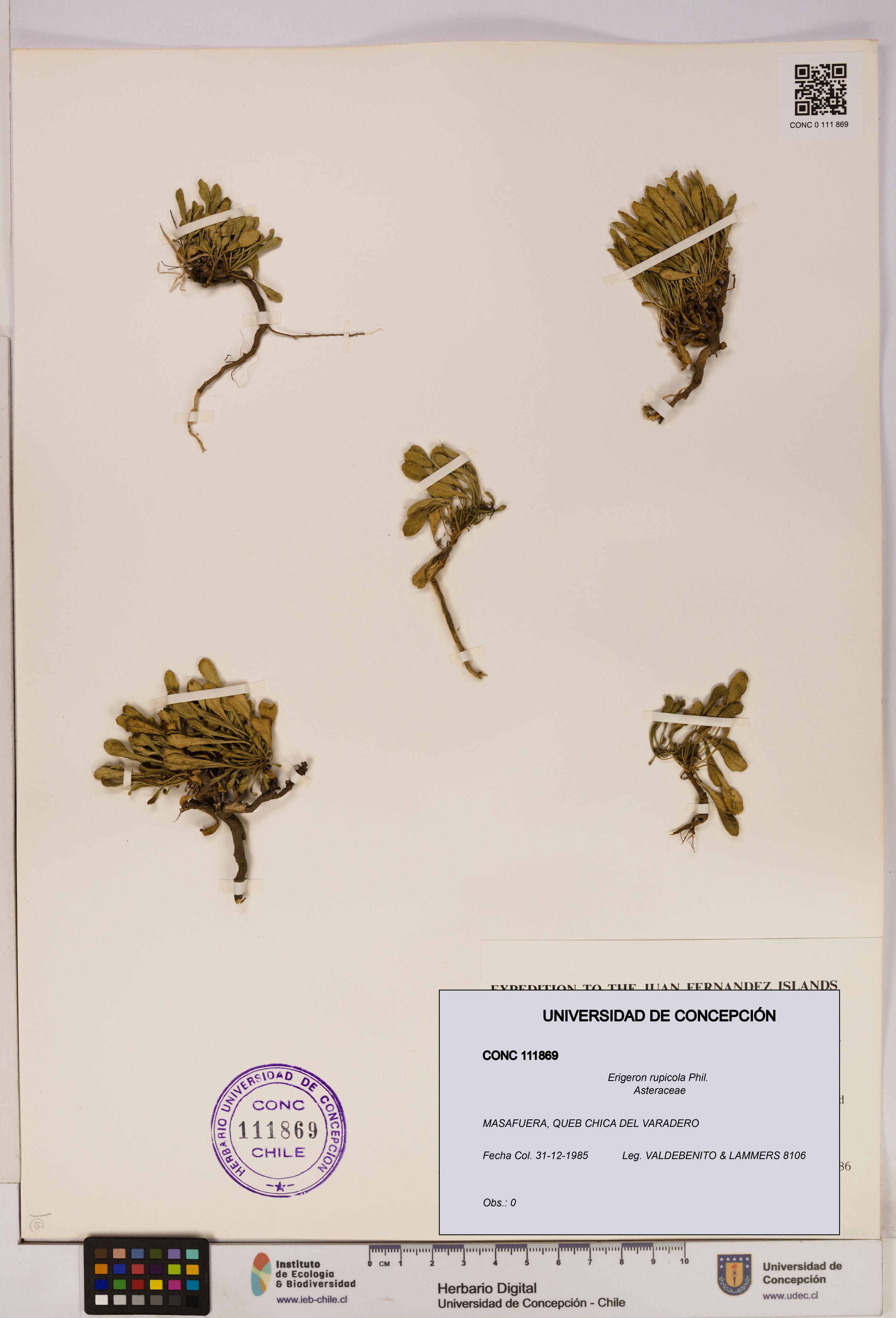 Erigeron rupicola [Espécimen: UDEC:CONC:0111869]