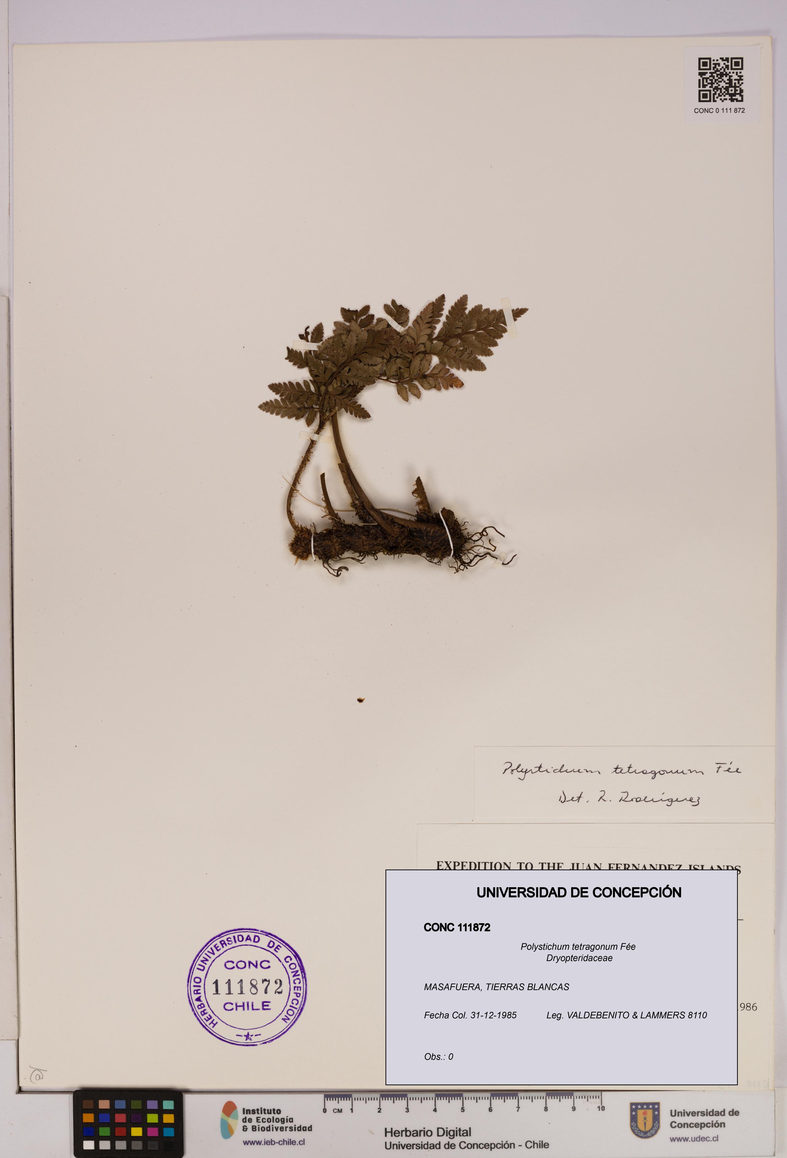 Polystichum tetragonum [Espécimen: UDEC:CONC:0111872]